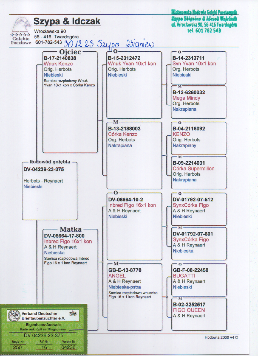 DV 04236 23 375 Inbred Figo 16x1 Kon Reynaert Wnuk Kenzo Herbots