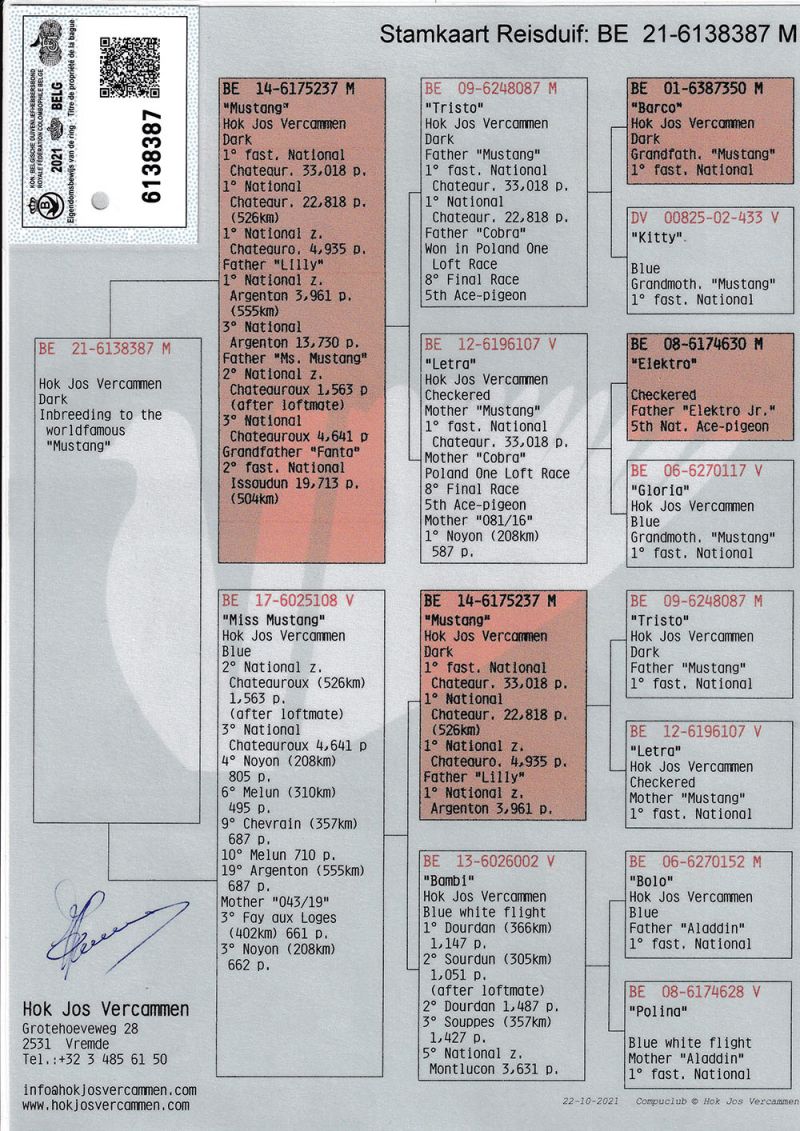 Pl Oryg M Sobczak Super Inbred Mustang H J Vercammen