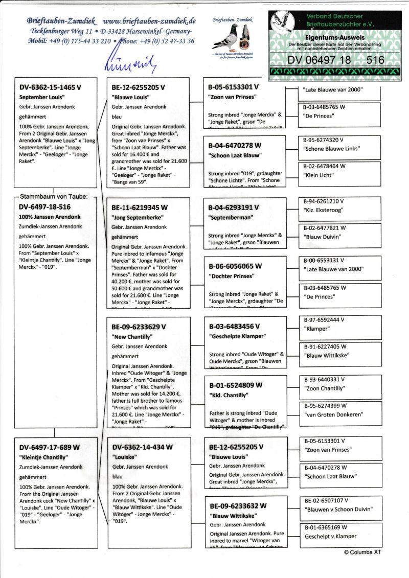 DV 0697 18 516 Zumdiek Wnuk ORYG Braci Janssen TOP GOŁĘBIE