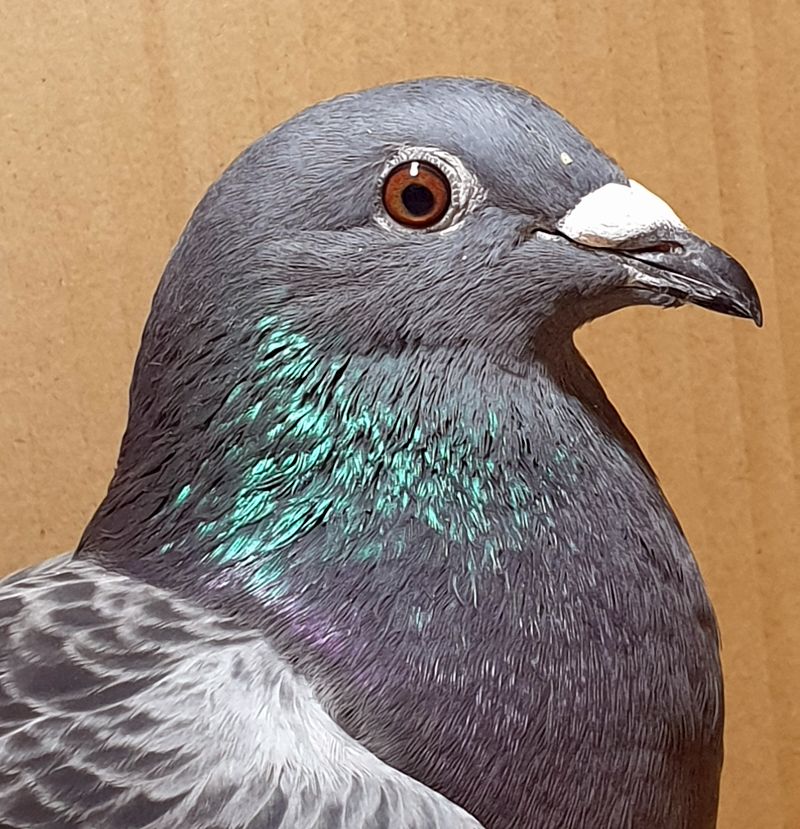 PL097238044 SchellensHouben od BAŚKO Racing Pigeons gieldagolebi.pl