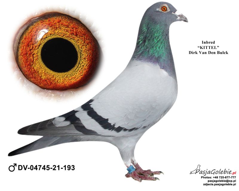 DV0474521193 oryg. Christoph Mazur Inbred KITTEL Dirk Van Den Bulck gieldagolebi.pl