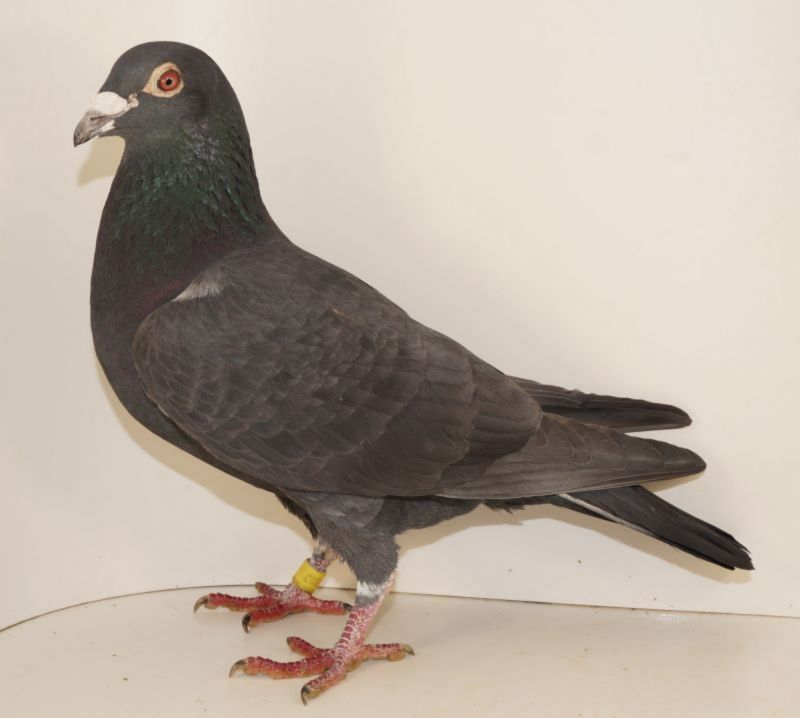 PL026219166 oryg. Marek Sitarski 100 A. Drapa gieldagolebi.pl