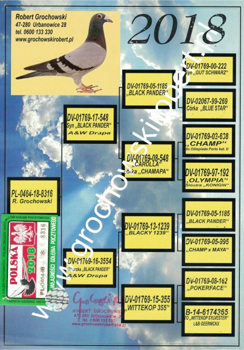 PL026219166 oryg. Marek Sitarski 100 A. Drapa gieldagolebi.pl