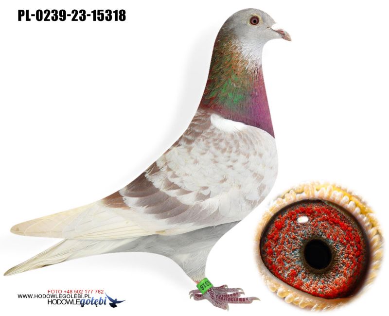 PL-0239-23-15318 oryg. J.Sieradzki - A.Drapa/M.Vanonckelen x 100%